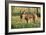 Donkey Foal in Meadow, Side On-null-Framed Photographic Print