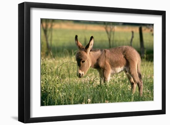 Donkey Foal in Meadow, Side On-null-Framed Photographic Print