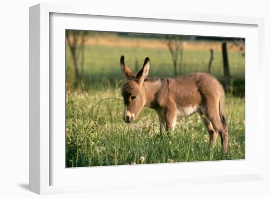 Donkey Foal in Meadow, Side On-null-Framed Photographic Print