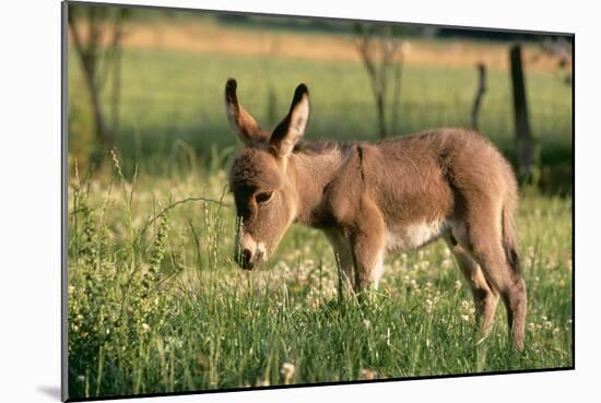 Donkey Foal in Meadow, Side On-null-Mounted Photographic Print