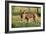 Donkey Foal in Meadow, Side On-null-Framed Photographic Print