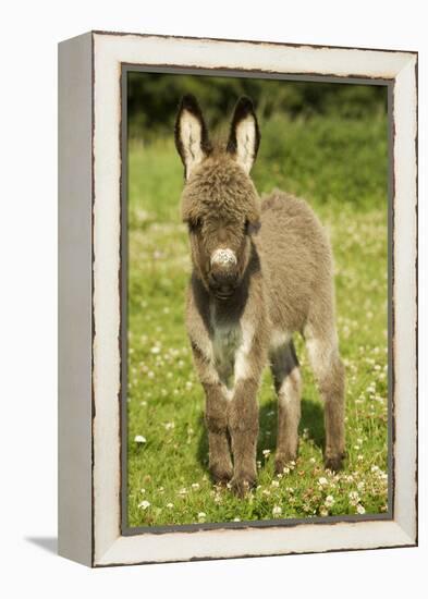Donkey Foal in Meadow-null-Framed Premier Image Canvas