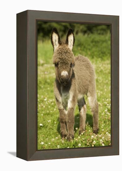 Donkey Foal in Meadow-null-Framed Premier Image Canvas