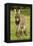 Donkey Foal in Meadow-null-Framed Premier Image Canvas