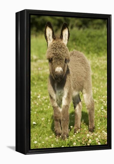 Donkey Foal in Meadow-null-Framed Premier Image Canvas