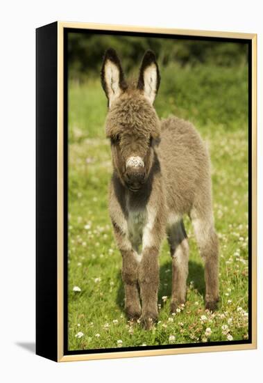 Donkey Foal in Meadow-null-Framed Premier Image Canvas