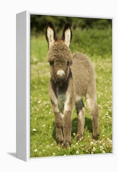 Donkey Foal in Meadow-null-Framed Premier Image Canvas