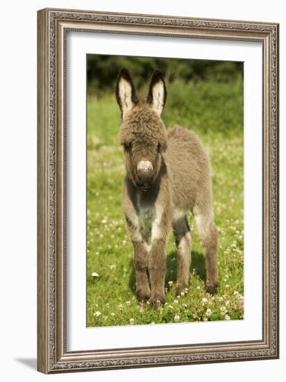 Donkey Foal in Meadow-null-Framed Photographic Print