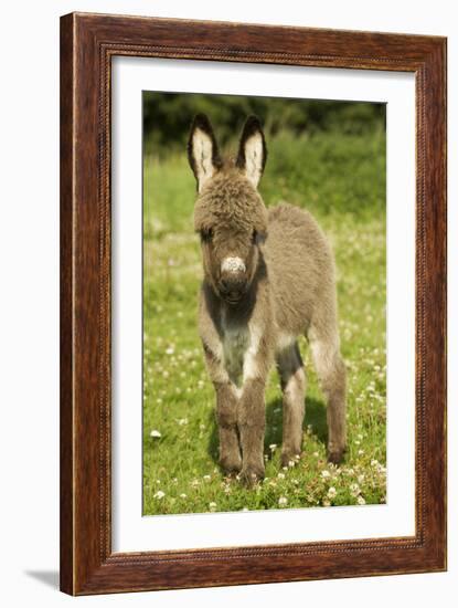 Donkey Foal in Meadow-null-Framed Photographic Print