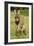 Donkey Foal in Meadow-null-Framed Photographic Print