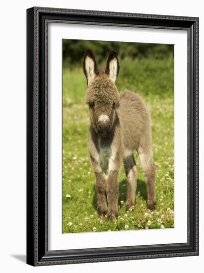 Donkey Foal in Meadow-null-Framed Photographic Print