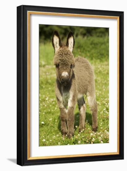 Donkey Foal in Meadow-null-Framed Photographic Print