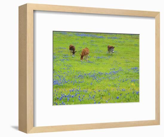 Donkey in field of bluebonnets near Llano Texas-Sylvia Gulin-Framed Photographic Print