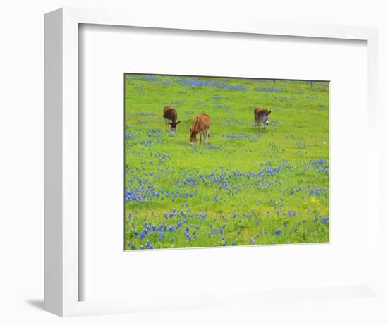 Donkey in field of bluebonnets near Llano Texas-Sylvia Gulin-Framed Photographic Print