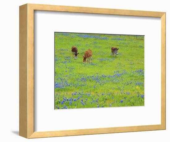 Donkey in field of bluebonnets near Llano Texas-Sylvia Gulin-Framed Photographic Print