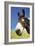 Donkey in Green Field, Close-Up of Head-null-Framed Photo
