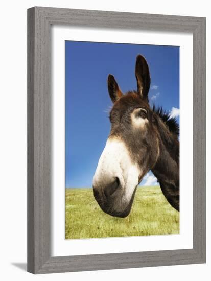 Donkey in Green Field, Close-Up of Head-null-Framed Photo