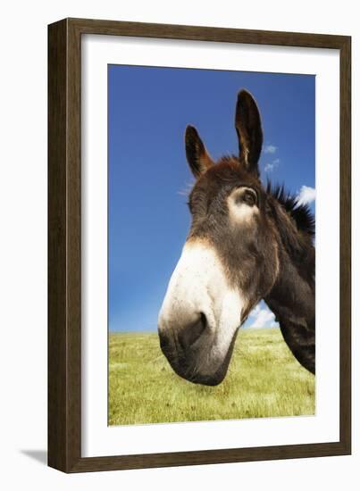 Donkey in Green Field, Close-Up of Head-null-Framed Photo