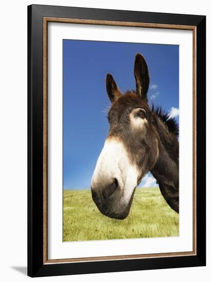 Donkey in Green Field, Close-Up of Head-null-Framed Photo