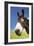 Donkey in Green Field, Close-Up of Head-null-Framed Photo