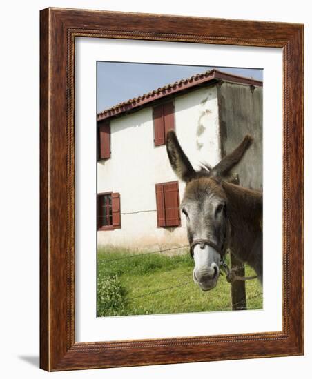 Donkey Near St. Jean Pied De Port, Basque Country, Pyrenees-Atlantiques, Aquitaine, France-R H Productions-Framed Photographic Print