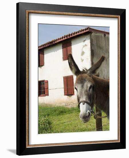 Donkey Near St. Jean Pied De Port, Basque Country, Pyrenees-Atlantiques, Aquitaine, France-R H Productions-Framed Photographic Print