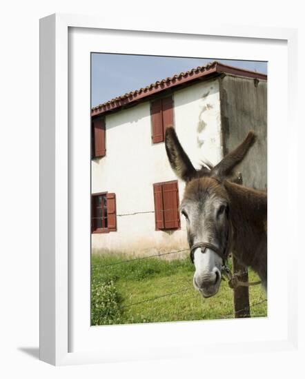 Donkey Near St. Jean Pied De Port, Basque Country, Pyrenees-Atlantiques, Aquitaine, France-R H Productions-Framed Photographic Print