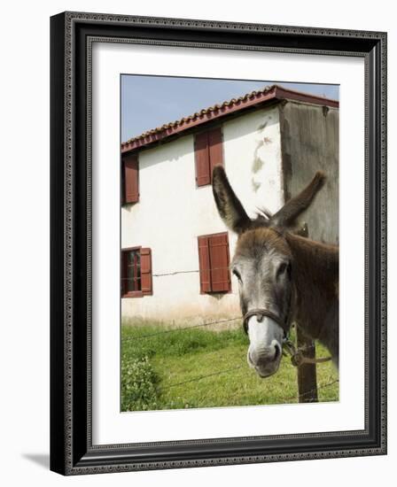 Donkey Near St. Jean Pied De Port, Basque Country, Pyrenees-Atlantiques, Aquitaine, France-R H Productions-Framed Photographic Print