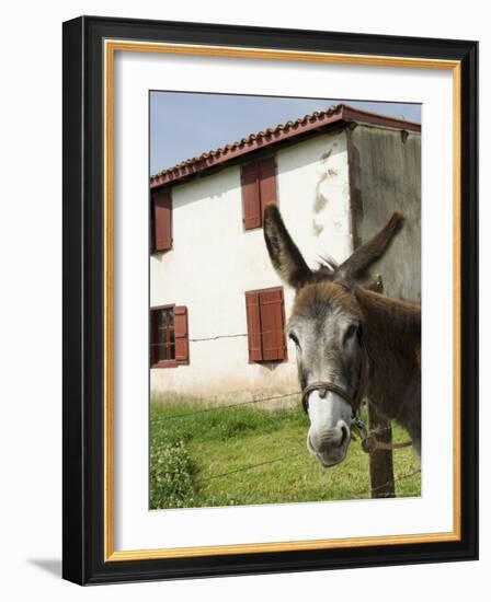 Donkey Near St. Jean Pied De Port, Basque Country, Pyrenees-Atlantiques, Aquitaine, France-R H Productions-Framed Photographic Print