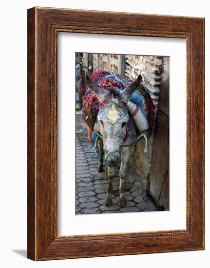 Donkey of the Souks Markets, Fes, Morocco, Africa-Kymri Wilt-Framed Photographic Print