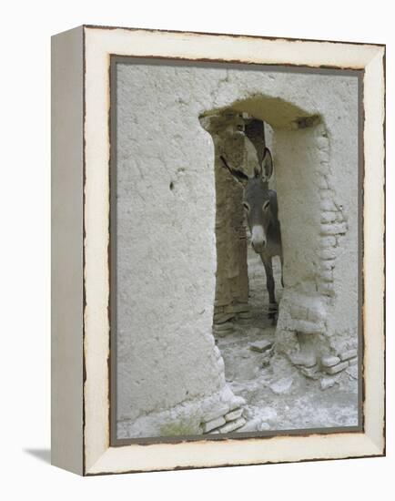 Donkey Peering Through Open Passage Way in White-Washed Wall in Ruined City-Howard Sochurek-Framed Premier Image Canvas