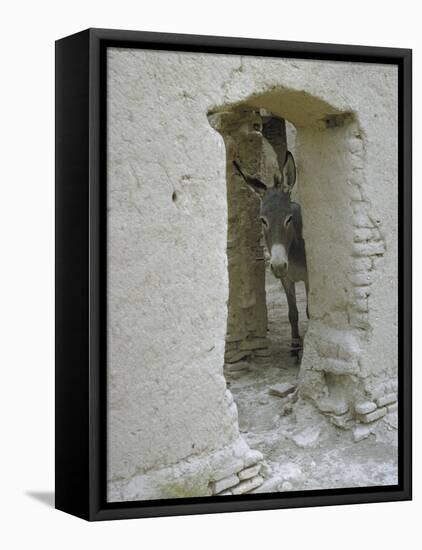 Donkey Peering Through Open Passage Way in White-Washed Wall in Ruined City-Howard Sochurek-Framed Premier Image Canvas