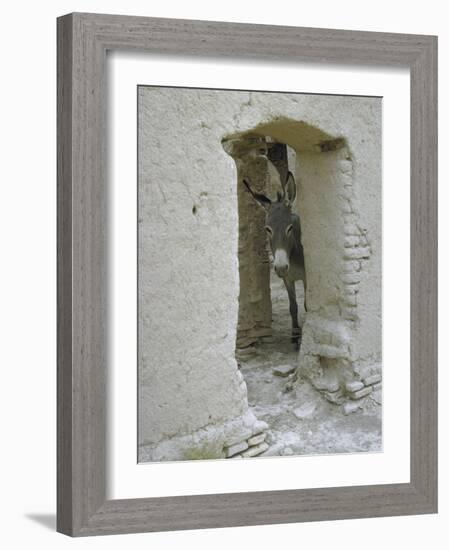 Donkey Peering Through Open Passage Way in White-Washed Wall in Ruined City-Howard Sochurek-Framed Photographic Print