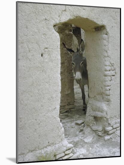 Donkey Peering Through Open Passage Way in White-Washed Wall in Ruined City-Howard Sochurek-Mounted Photographic Print