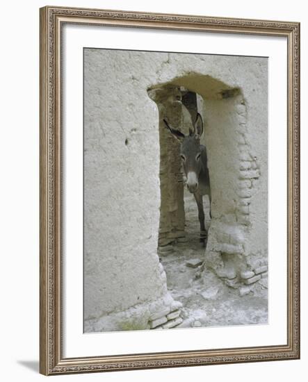 Donkey Peering Through Open Passage Way in White-Washed Wall in Ruined City-Howard Sochurek-Framed Photographic Print