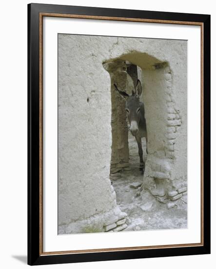 Donkey Peering Through Open Passage Way in White-Washed Wall in Ruined City-Howard Sochurek-Framed Photographic Print