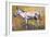 Donkey Stallion, Ronda, 1998-Mark Adlington-Framed Giclee Print