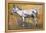 Donkey Stallion, Ronda, 1998-Mark Adlington-Framed Premier Image Canvas