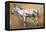 Donkey Stallion, Ronda, 1998-Mark Adlington-Framed Premier Image Canvas