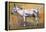 Donkey Stallion, Ronda, 1998-Mark Adlington-Framed Premier Image Canvas