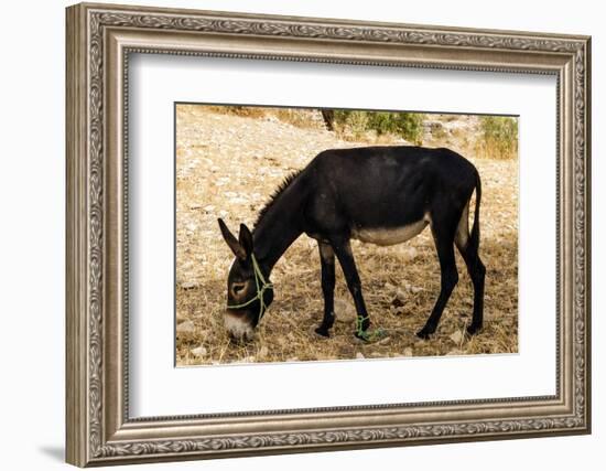 Donkey, Tunisia-Nico Tondini-Framed Photographic Print