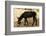 Donkey, Tunisia-Nico Tondini-Framed Photographic Print