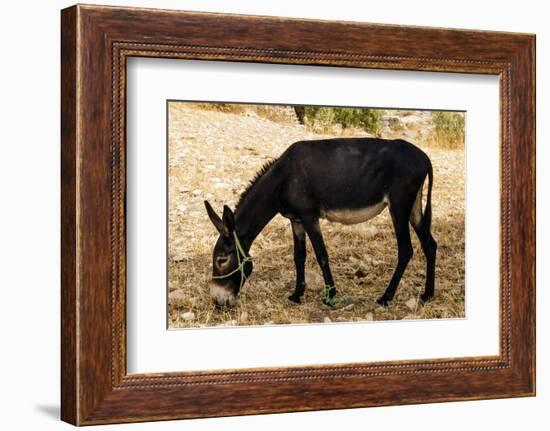 Donkey, Tunisia-Nico Tondini-Framed Photographic Print