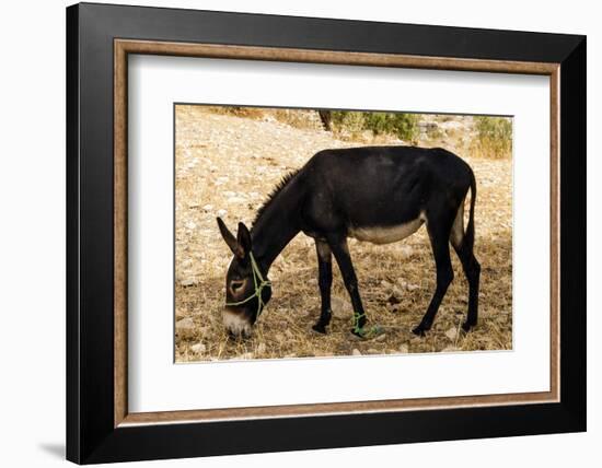 Donkey, Tunisia-Nico Tondini-Framed Photographic Print