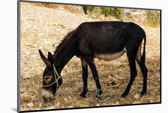 Donkey, Tunisia-Nico Tondini-Mounted Photographic Print