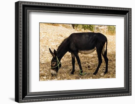 Donkey, Tunisia-Nico Tondini-Framed Photographic Print