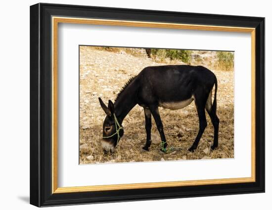 Donkey, Tunisia-Nico Tondini-Framed Photographic Print