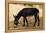 Donkey, Tunisia-Nico Tondini-Framed Premier Image Canvas