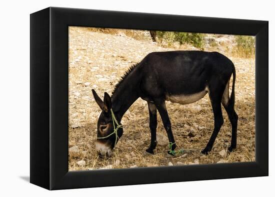 Donkey, Tunisia-Nico Tondini-Framed Premier Image Canvas
