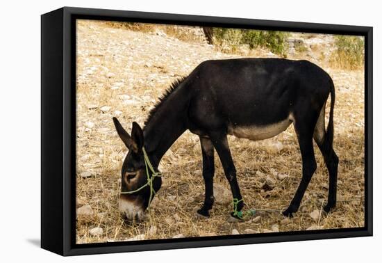 Donkey, Tunisia-Nico Tondini-Framed Premier Image Canvas